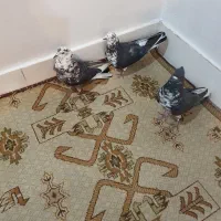 ۳تا کفتر پرشی