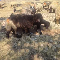 کوه ماده بختیاری|حیوانات مزرعه|اردل, |دیوار