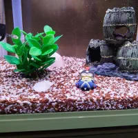 سنگ و شن اکواریوم|ماهی|اراک, |دیوار