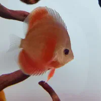 انواع دیسکس در نژادهای مختلف و گریدبالا و های بادی|ماهی|اصفهان, برازنده|دیوار