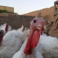 گوشت بوقلمون|خوردنی و آشامیدنی|شاهرود, |دیوار