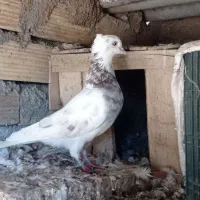 کبوتر|پرنده|پاپی, |دیوار