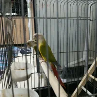 ۳ عددگرنچیک