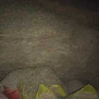 کاه گندم کاهکوب