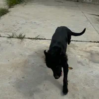 سگ ماده ژرمن بلک|سگ|قائم‌شهر, |دیوار