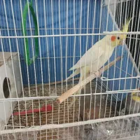 عروس هلندی تخم گذار