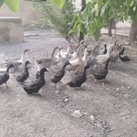 غاز وقوغازمر غ خروس برهما بوقلمون همه جوجه هم دارن|حیوانات مزرعه|کرج, ملک‌آباد|دیوار