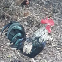 خروس مینیاتوری|حیوانات مزرعه|فریدونکنار, |دیوار