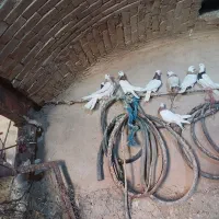 ۲۲عدد کبوتر طوقی
