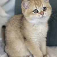 بریتیش دو ماهه رنگ گلد