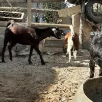 بز و بزغاله|حیوانات مزرعه|بهارستان, |دیوار