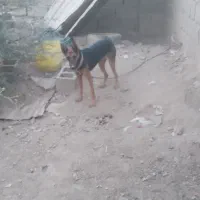 سگ فروشی|سگ|ایرانشهر, |دیوار