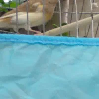 دو عدد قناری سالم و جوان|پرنده|محمدشهر, ولدآباد|دیوار