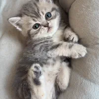 بریتیش بلو گلد خرسی