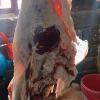 قصابی صداقت دراسرع وقت درخدمت همشهریان عزیزمیباشد|خدمات پیشه و مهارت|نیشابور, شهرک زرگران|دیوار