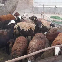 میش بره افشاری