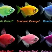 ماهی کالرفیش