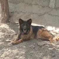 سه تا سگ ژذمن ماده