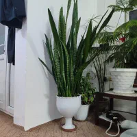 گل سانسوریا ارتفاع ۱۵۰ سانت|گل و گیاه طبیعی|اردبیل, |دیوار