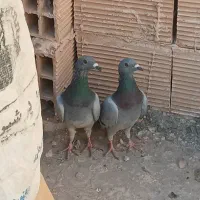 برنامه چاشنی بازی ضربه