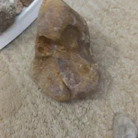 فسیل وسنگ