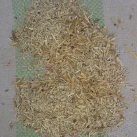 سرخوشه گندم