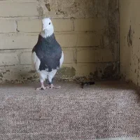 کبوتر طوقی نر سیاه ماده الماسی ماده سرکه ای