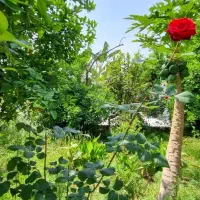ویلای-فوق-لاکچری
