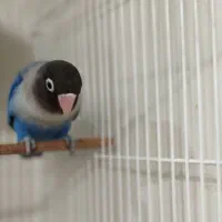 طوطی برزیلی