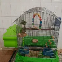 یک جفت گرینچیک ۱۲۰روزه سرحال به شرط