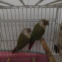 طوطی گرینچیک