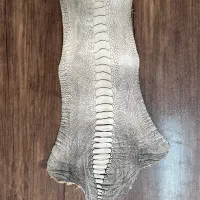 چرم ساق شترمرغ