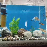 اکواریوم ۶۰سانتی شیشه خم با وسایل وماهی