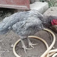 مرغ لاری اصیل|حیوانات مزرعه|نگین شهر, |دیوار