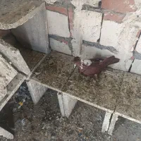 الابوغازنر تاگوز|پرنده|اردبیل, |دیوار