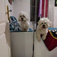 شیتزو کراس|سگ|کرج, باغستان|دیوار