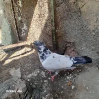 کفتر پرشی کله‌ای ماده|پرنده|زابل, |دیوار