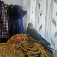 فروش عروس هلندی نر نژاد آهویی با قفس|پرنده|اسفراین, |دیوار