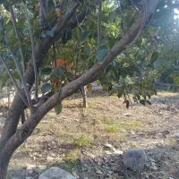 فروش زمین  مسکونی سند دار|فروش زمین و ملک کلنگی|دابودشت, |دیوار