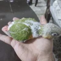 دو عدد جوجه گرینچ