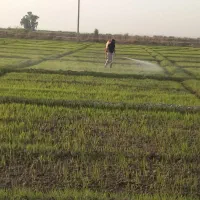 اجاره