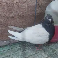 کبوتر ماده