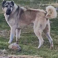 سگ سرابی اصیل