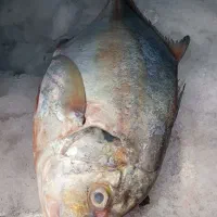 ماهی تازه جنوب