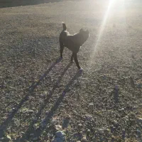 سگه گله ای|سگ|دهاقان, |دیوار