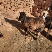گوشت بره چاق و درجه یک|حیوانات مزرعه|اهواز, کوروش|دیوار