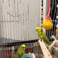 یه جفت مرغ عشق سالم 1 ساله|پرنده|کاشان, جمال آباد|دیوار