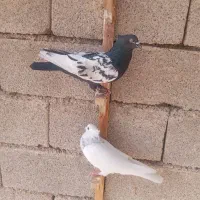 فروش کبوتر|پرنده|برازجان, |دیوار