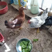 دو عدد مرغ و خروس جوان