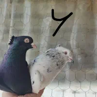 کفتر|پرنده|ساوه, |دیوار
